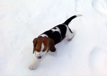 Beaglewelp Anderson im Schnee